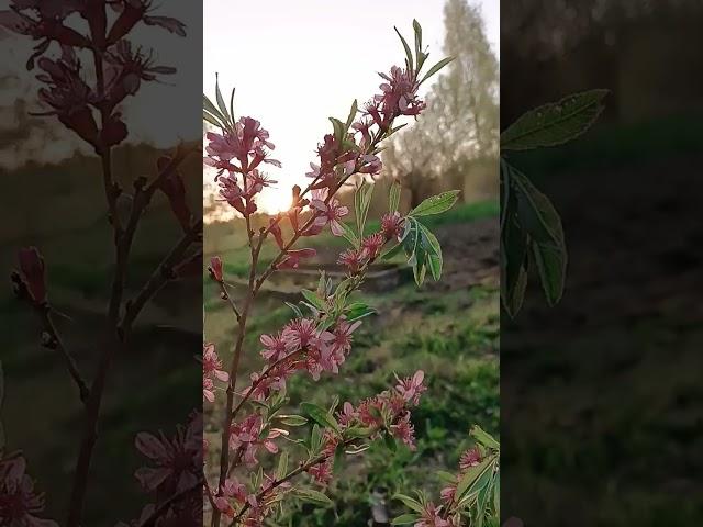 Миндаль цветёт, цвет миндаля #дача #огород #весело #село #рекомендации #история #миндаль #цветмндаля