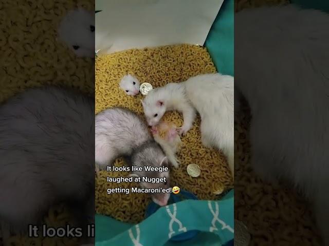 Nugget had accepted her fate