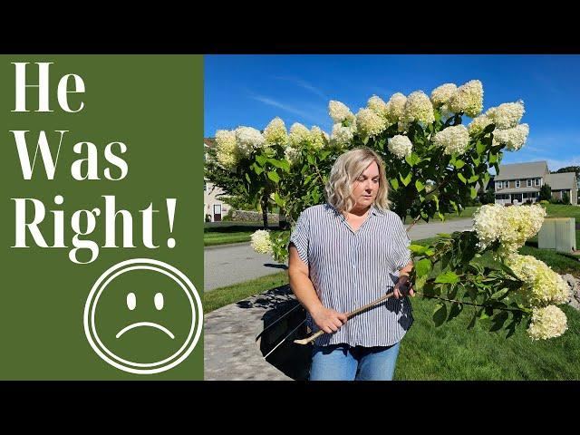 Why Limelight Standard Hydrangea Trees are a Bad Idea