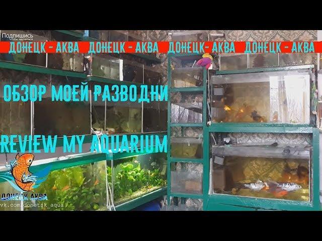 обзор моей разводни, как  развожу аквариумных рыбок, akvaariumi kalad, aquarium fishes, Amazing idea