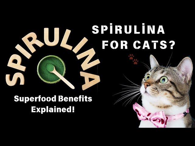 What is Spirulina?|  A Beneficial, Natural Superfood for Cats