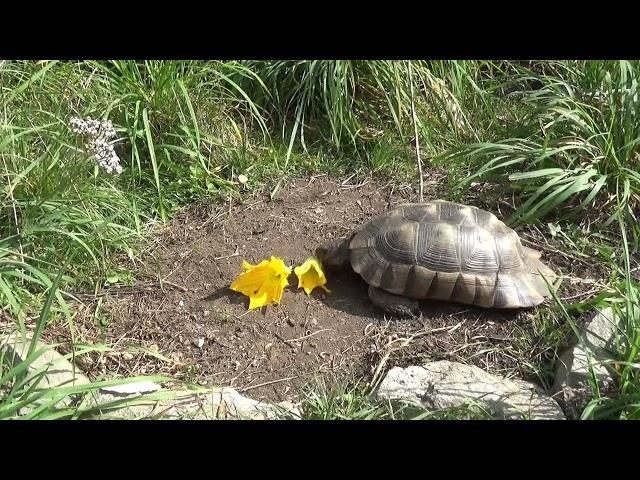 Schildkröten aktuell: Tschüß Marginatas