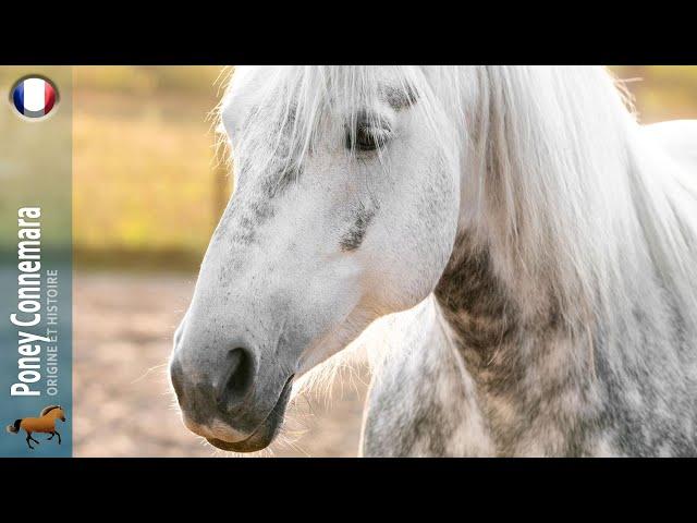 Poney Connemara, un cheval tenace, issu d'un environnement difficile, Origine des races