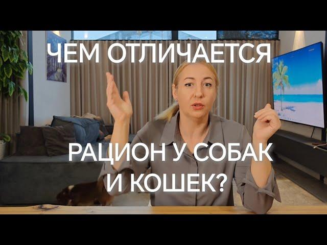В ЧЕМ РАЗЛИЧИЕ РАЦИОНА У СОБАК И КОШЕК?