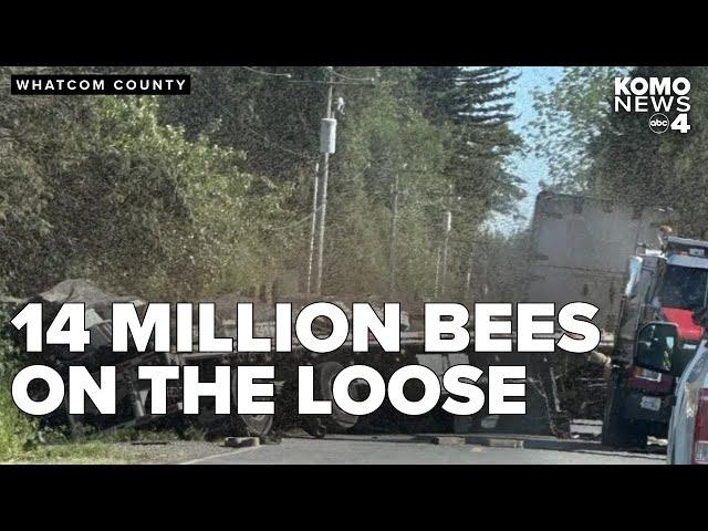 250 million bees escape from overturned truck, start stinging Whatcom County deputies