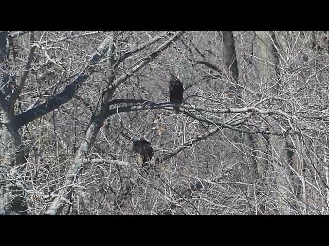 Turkey Vultures! March 6, 2025