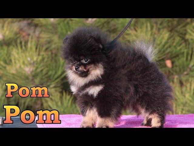 Cute and funny Pomeranian puppy. 012 #pomeranianpuppy #pomeranian #cutepomeranian