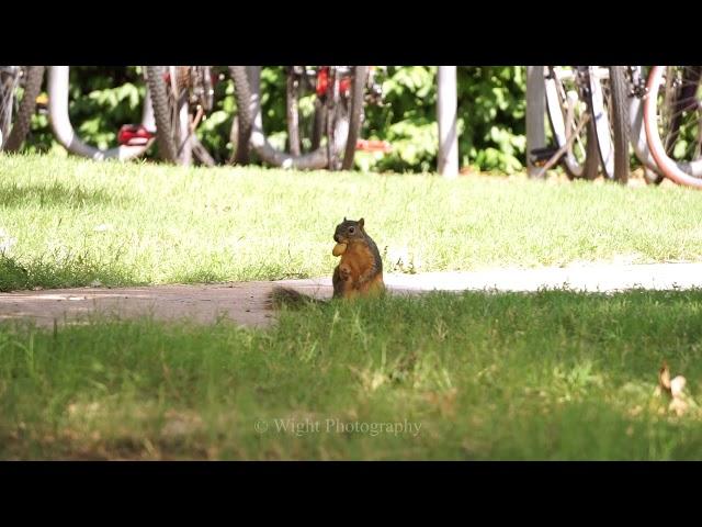 Squirrel on the University of Oklahoma Campus in Norman, Oklahoma