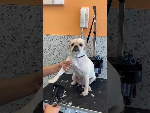 Tootsie is loving the full groom service at Fur Wellness Hub.