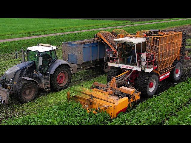 Suikerbieten rooien | Sugarbeet Harvest | Zuckerrübenernte | Agrifac | Fendt | Bietenoogst 2024