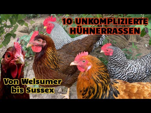 10 unkomplizierte Hühnerrassen mit schlichter Schönheit! Ruhige Hühner für Anfänger HAPPY HUHN E368