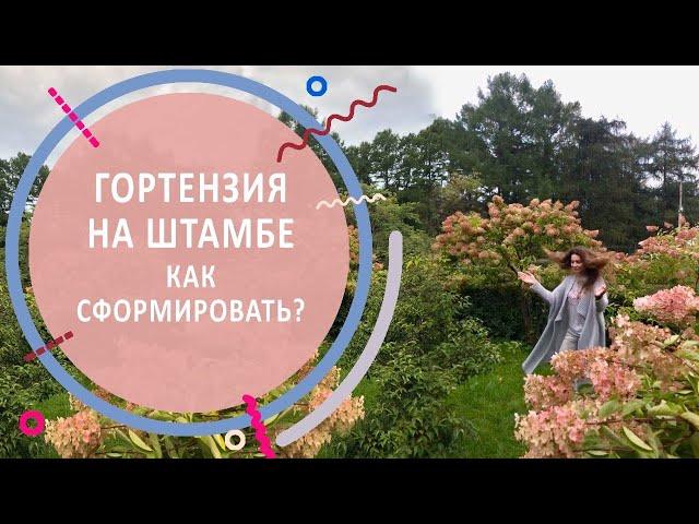 Гортензия на штамбе | Выращивание, формирование