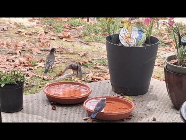 Robin protects babies