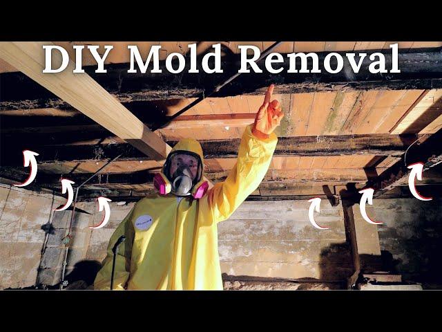 DIY Mold Remediation | Homestead Farmhouse Renovation Ep 2