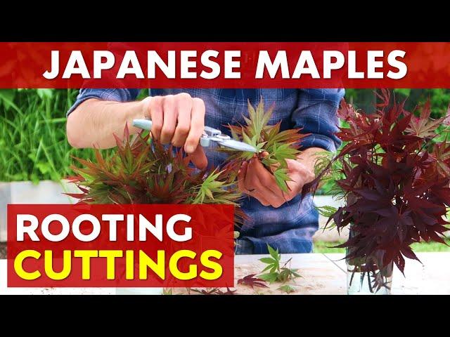 Rooting Japanese Maple Tree Cuttings | Summer Propagation