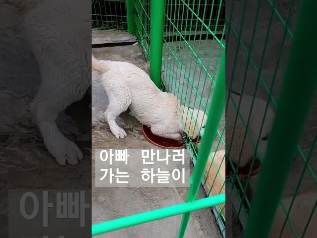 하늘이 아빠 만나러 가는 중