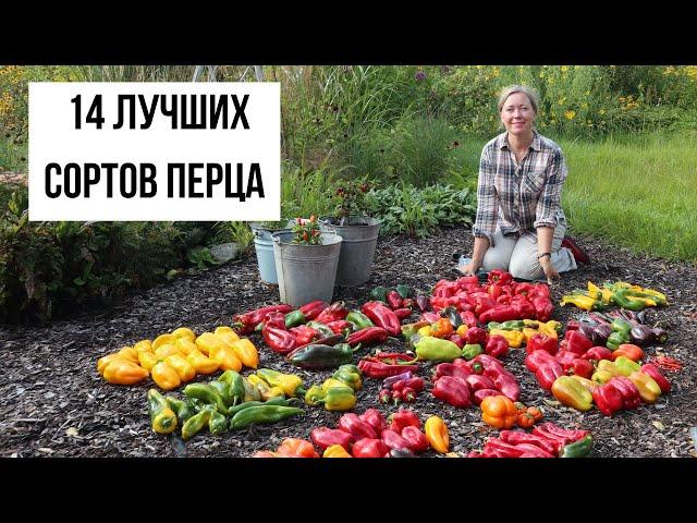 Урожай перца, который будет кормить нас целый год!