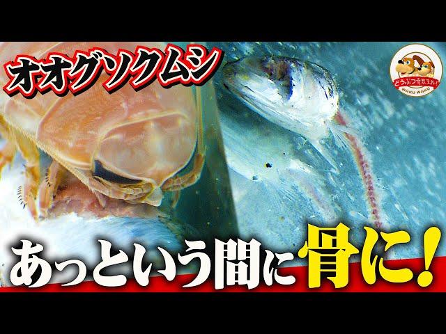 【深海生物】３時間で獲物を骨にしたオオグソクムシ！海の掃除屋の異名をもつ驚異の食べっぷりを大公開！（駿河湾の深海漁①）【どうぶつ奇想天外／WAKUWAKU】