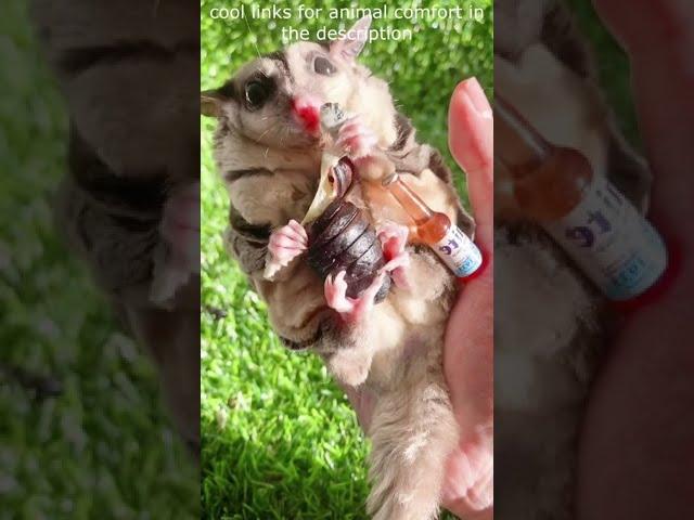 Top  Funny animals videos - Try Not To Laugh  - 101 #Shorts