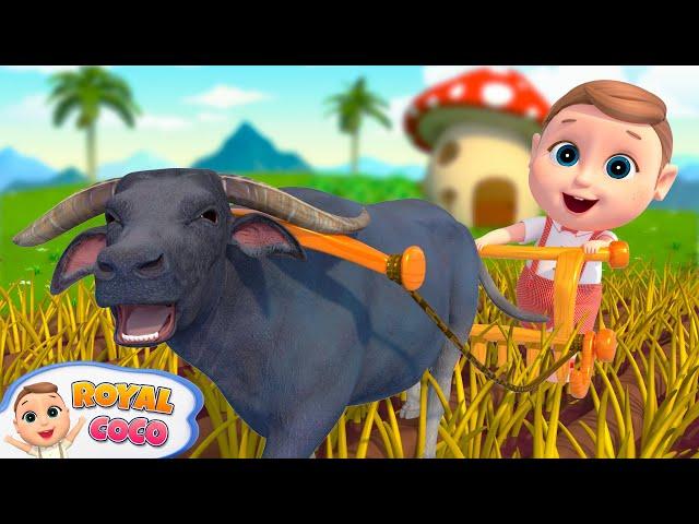 Animal Dance Song - Rescue Team | RoyalCoco Nursery Rhymes & Kids Songs