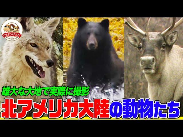 【北アメリカ大陸に住むどうぶつ特集】巨大ネコのパンチ！大群のヘビ！伝説の白いクマ！ビーバーの建築術！雄大な自然の中で生き抜く動物たちを実際に撮影【どうぶつ奇想天外／WAKUWAKU】