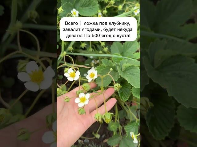 Всего 1 ложка под клубнику, завалит ягодами, соберете по 500 ягод с куста! #лайфхаки #огород