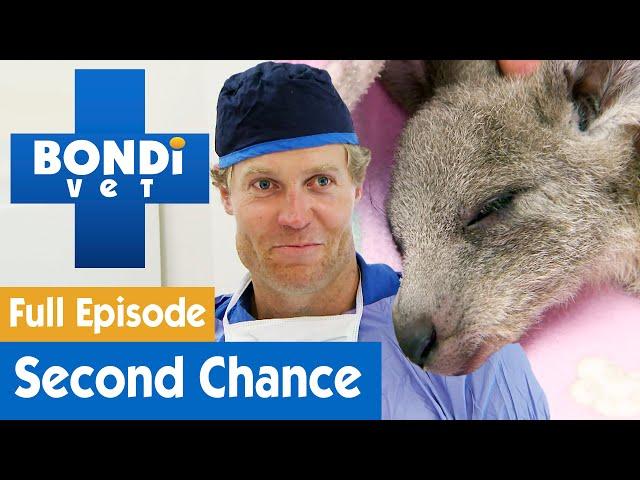 Baby Kangaroo Gets A Second Chance At Life | FULL EPISODE | S7E18 | Bondi Vet