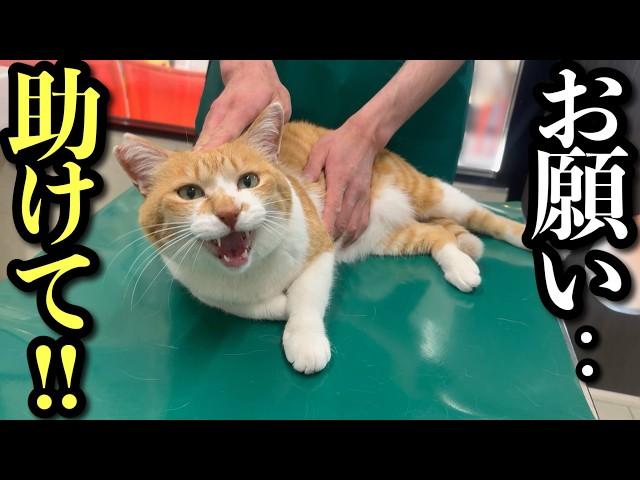 Wait, No One Told Me! | Cat Gets Surprise Trip to the Vet