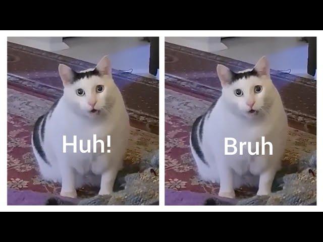 Huh! vs Bruh Cat which is Good?