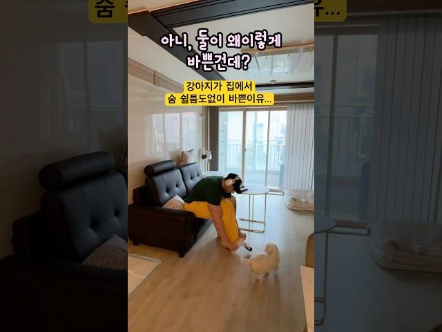강아지와 아빠가 집에서 엄청 바쁜이유…도대체 왜!