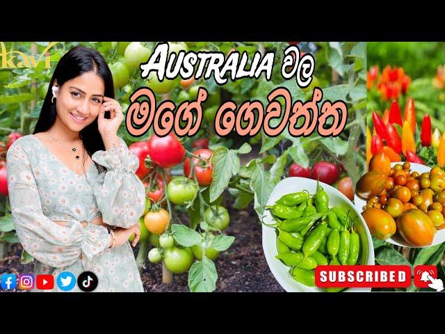 මගේ ගෙවත්ත. | Australia වල මගේ job එක. | එයා නැති වෙලාවට මම කරන දේ.| kavi vlogs