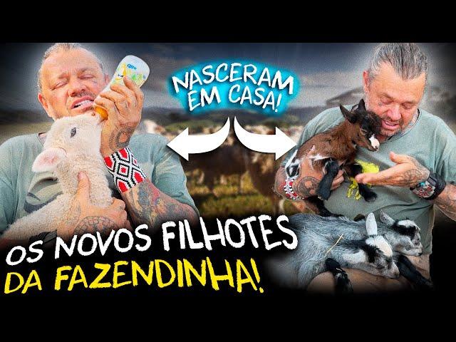 NOVOS INTEGRANTES NA FAZENDA: FILHOTES DE CABRITOS E CORDEIROS! | A CASA DOS BICHOS