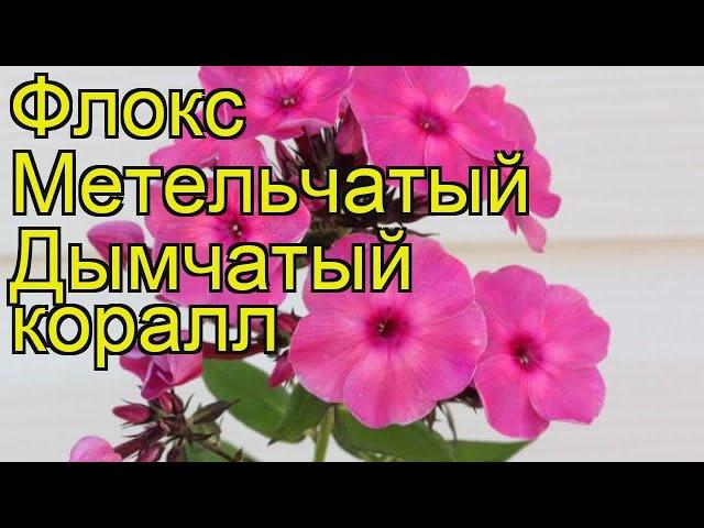 Флокс метельчатый Дымчатый коралл. Краткий обзор, описание phlox paniculata Dymchatyi korall