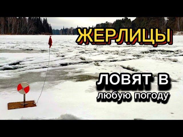 Погода дрянь, но ЩУЧКА есть! ЖЕРЛИЦЫ. Курья Арышевская.