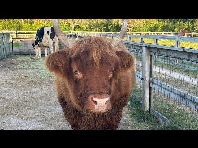 Palm Beach Gardens animal farm provides smiles to kids with special needs