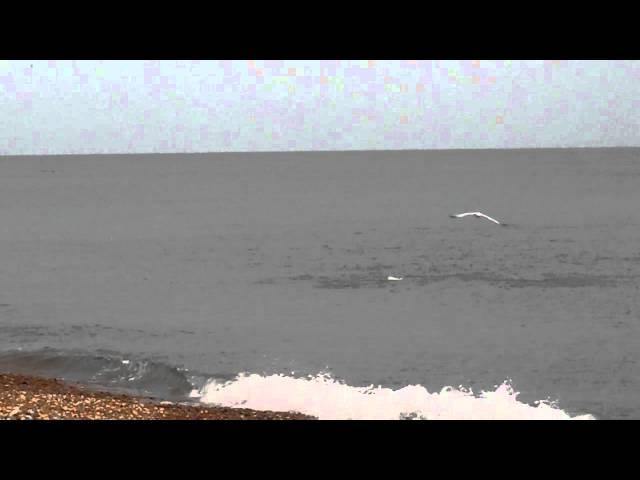 Herring Leaping out of the Sea at Hastings