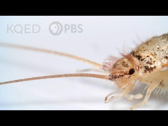 Firebrats and Silverfish Are Rocking Some Old-School Looks | Deep Look