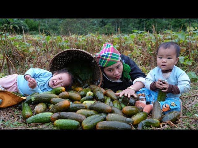 A lucky day for my two children - harvesting melons to take to the market to sell | Chúc Thị Dương