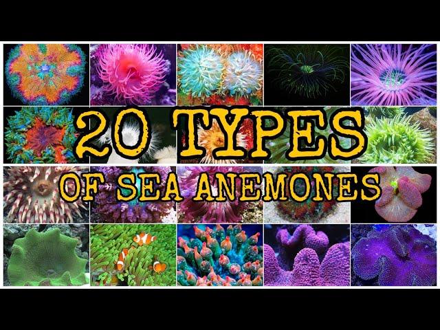 20 TYPES OF SEA ANEMONES