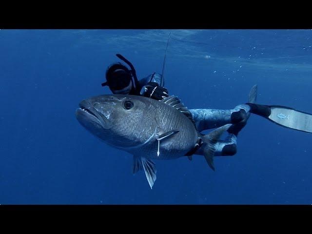 Spearfishing with Bullsharks & Big Jobfish