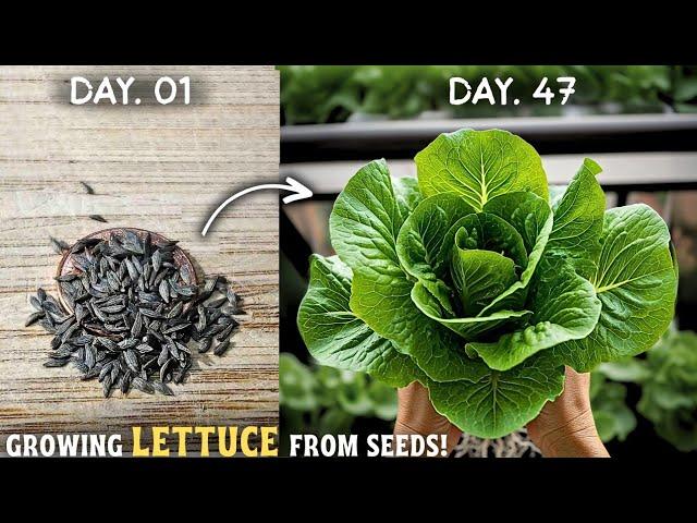 How To Grow Lettuce At Home From Seeds? (STEP BY STEP)