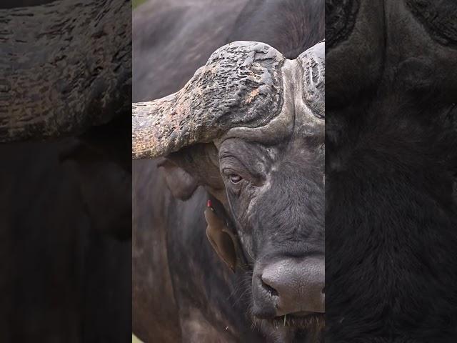 A face only oxpecker could love 