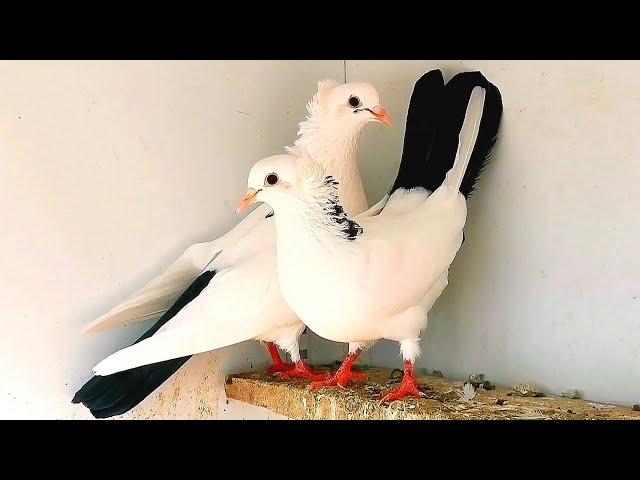 Пошли пискуны-голуби племянника. My nephew's pigeons and their babies.