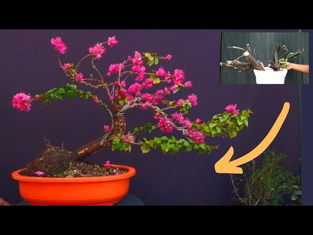 Easiest Way to Make Bougainvillea Bonsai With Update