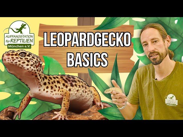 Leopardgecko - Haltung und Pflege