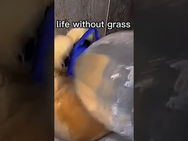 POV LIFE WHIT GRASS#shorts#memes#grass