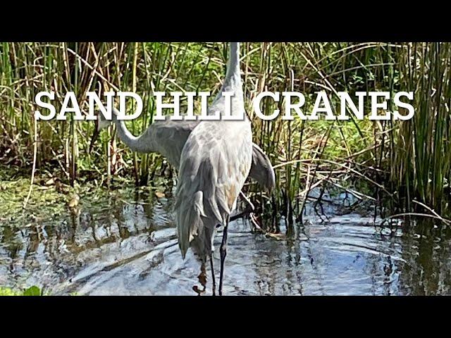 Wildlife Walk in Parrish, Florida