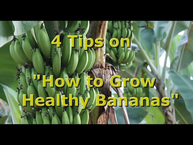 4 Tips on "How to Grow Healthy Organic Bananas" with Brendon McKeon