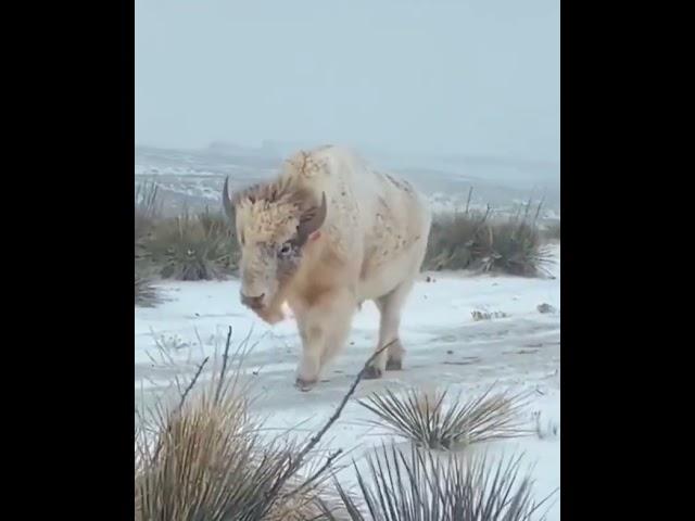 A white bison is relatively rare and it may be an albino or a leucistic specimen