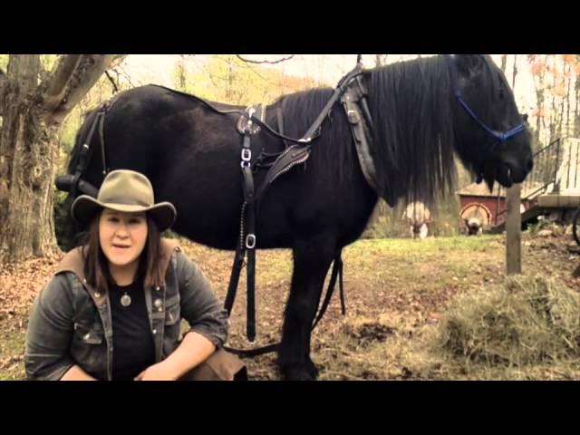 Episode 15: Harnessing a Draft Horse!